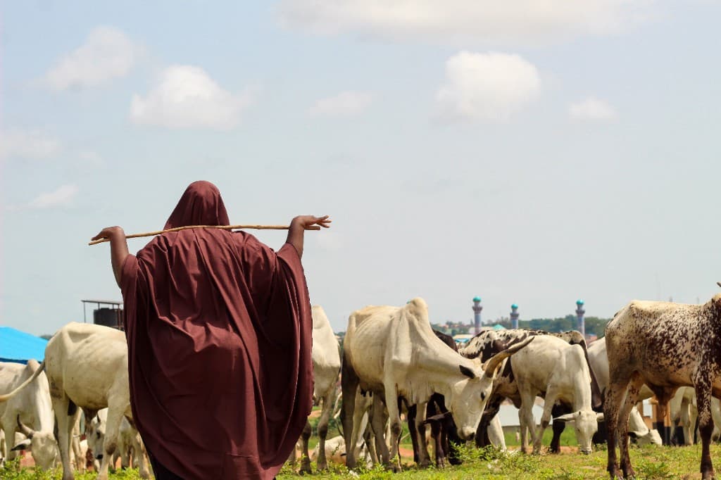Livestock grazing in Puntland
